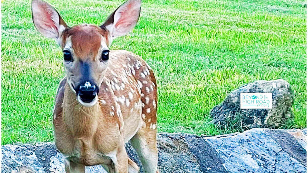 43. Fawn Response/People Pleasing (as it relates to trauma and PA)